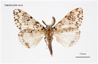 藏品(絡毒蛾)的圖片